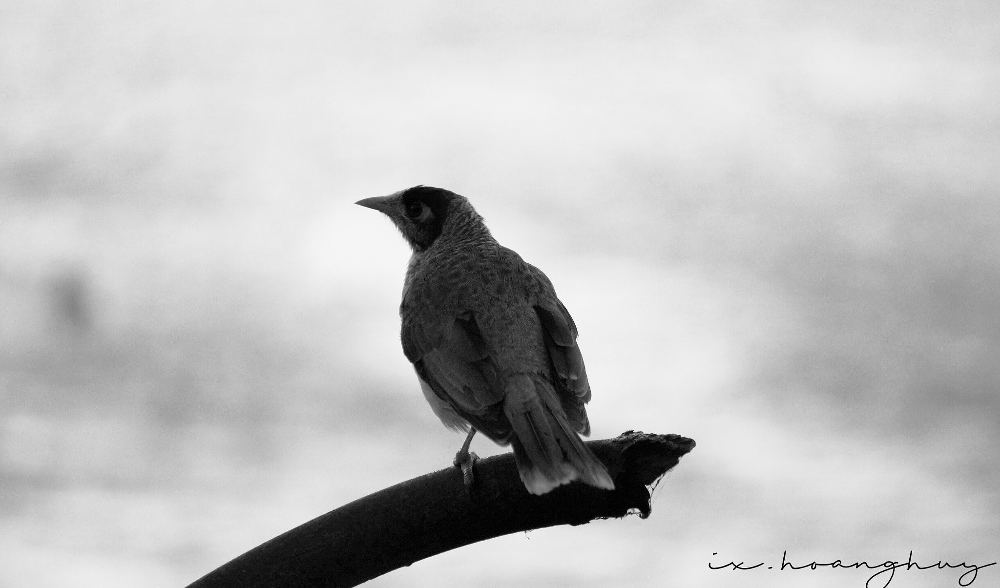 Sony Alpha NEX-5T sample photo. Wild bird photography