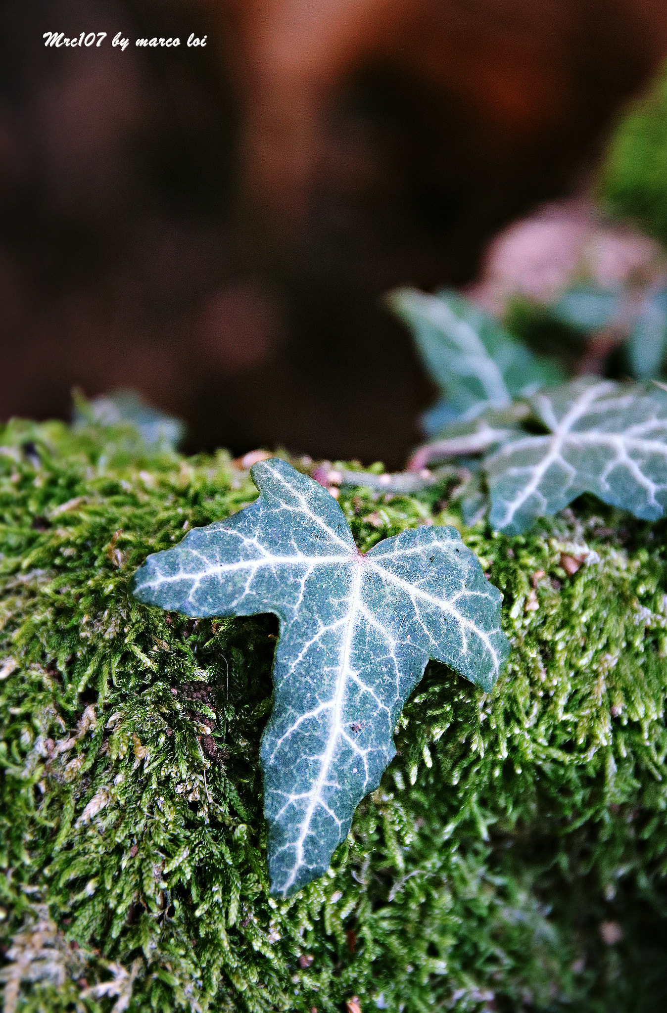 Canon EOS 750D (EOS Rebel T6i / EOS Kiss X8i) + Sigma 17-70mm F2.8-4 DC Macro OS HSM sample photo. Ritratti di sottobosco photography