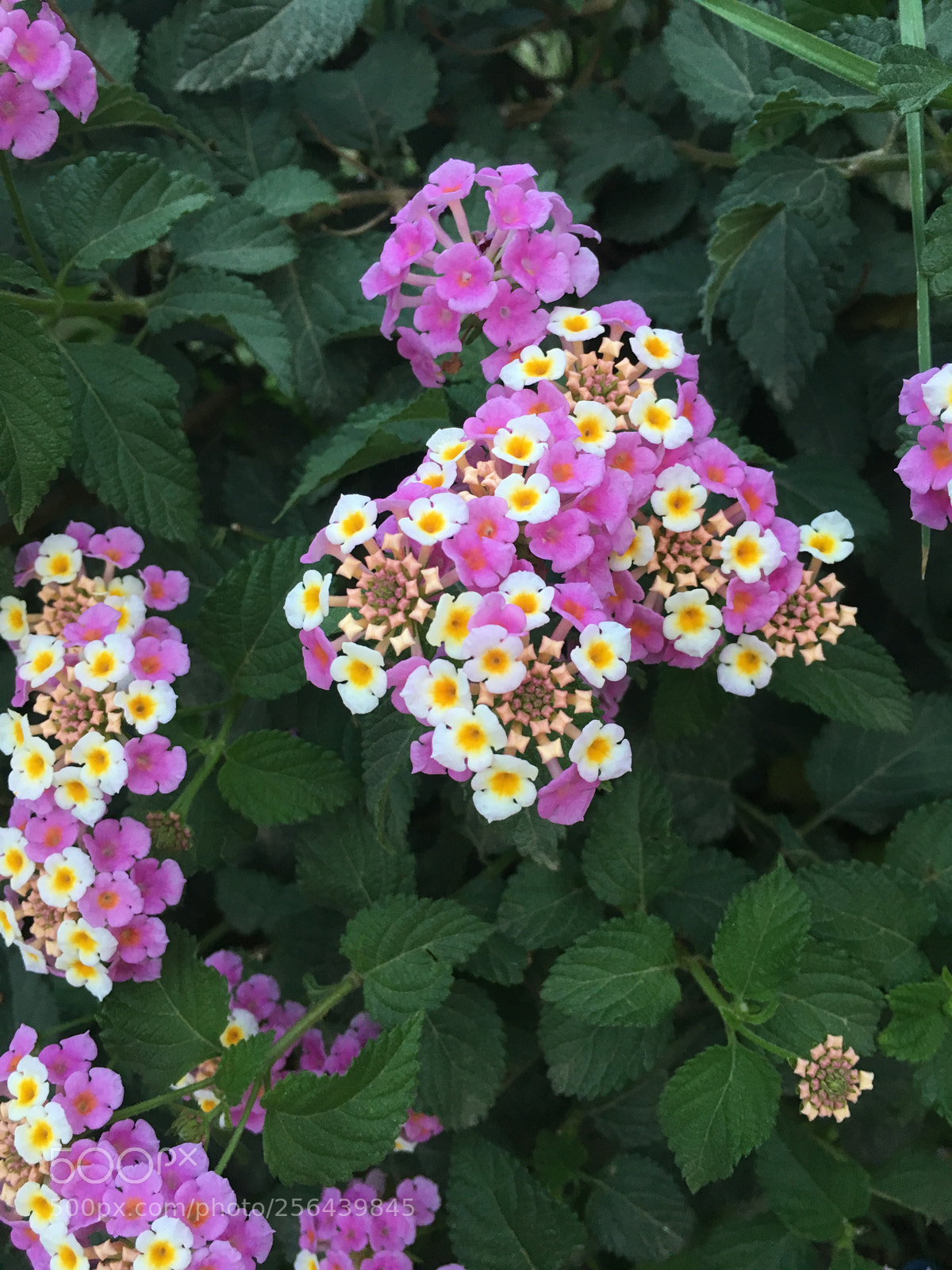 Apple iPhone 6s sample photo. Flower photography