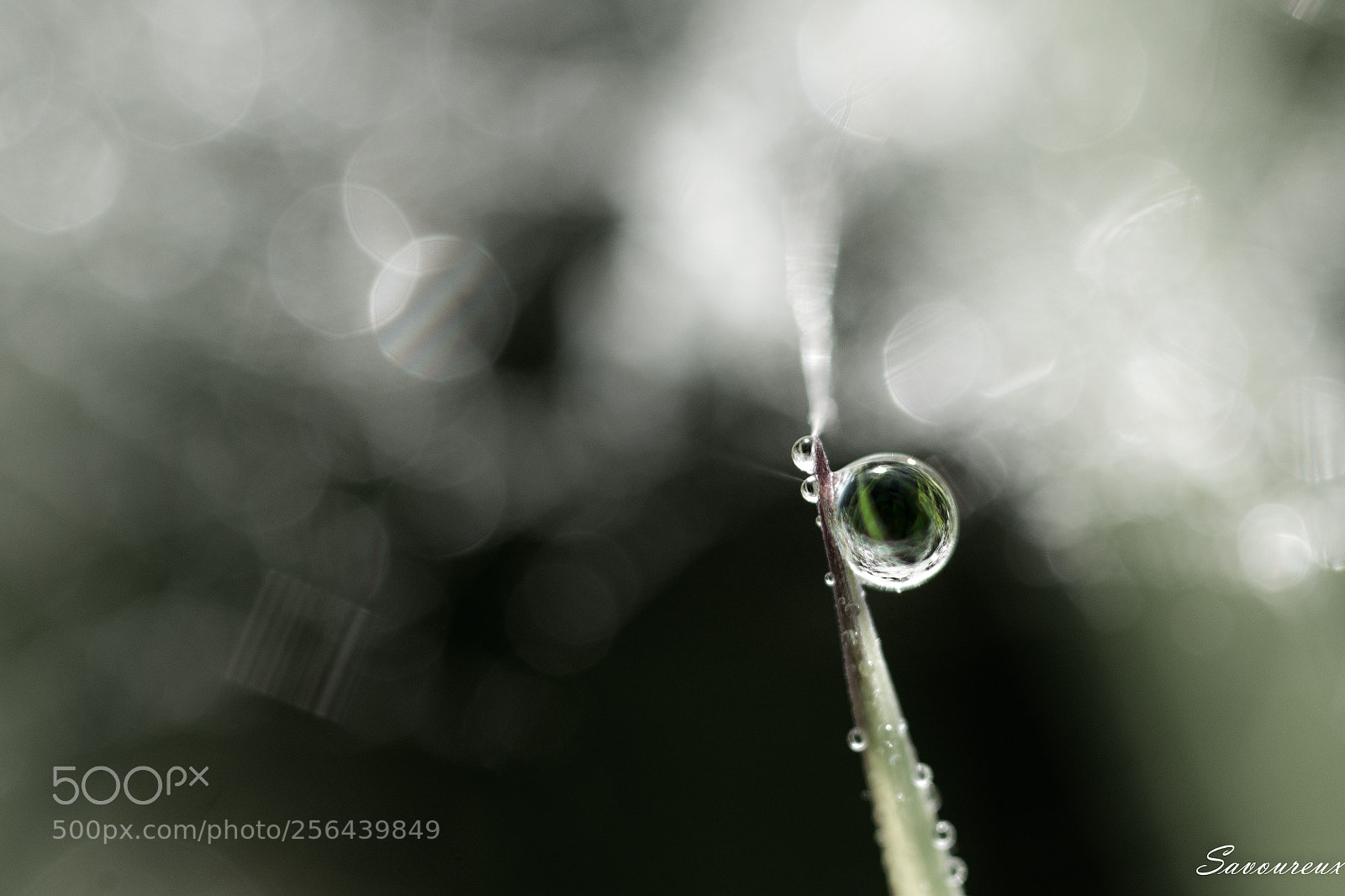 Nikon D5500 sample photo. *** photography