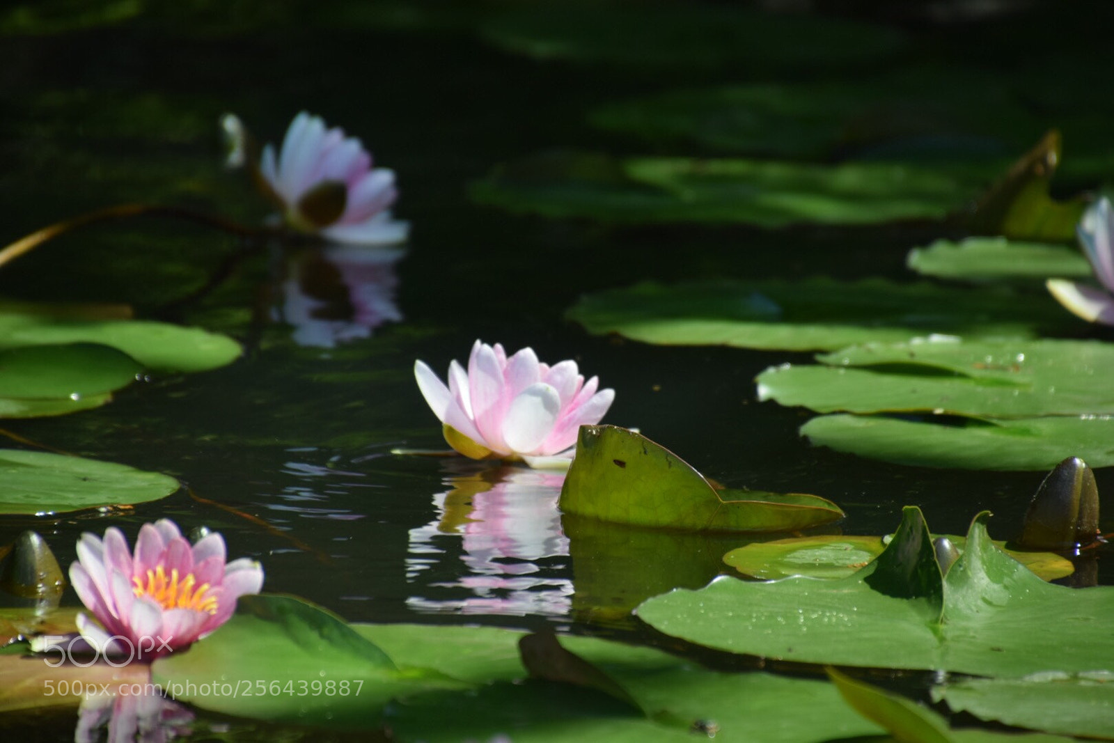 Nikon D5300 sample photo. Untitled photography
