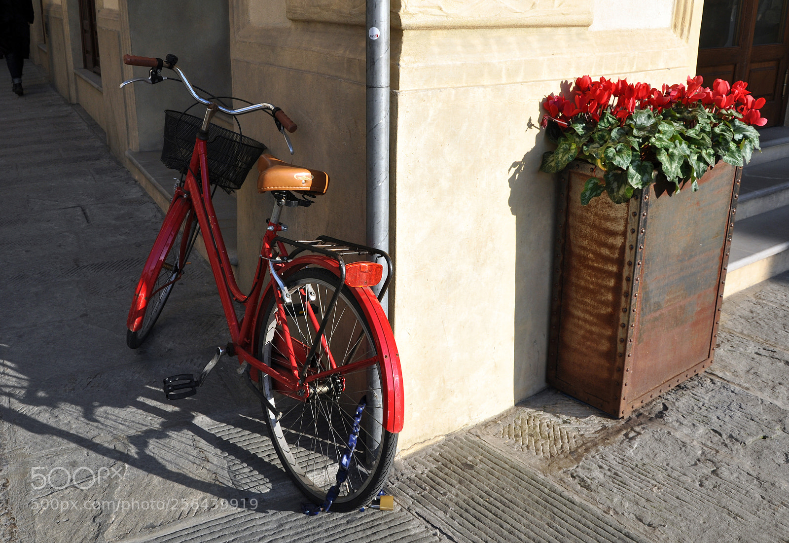 Nikon D5000 sample photo. Ciclamini photography