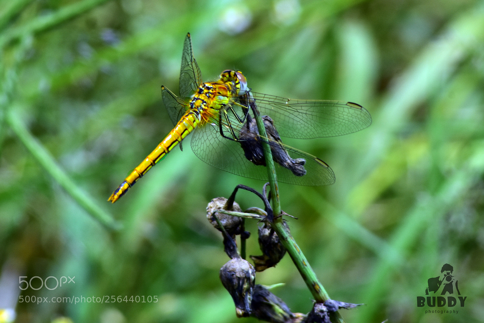 Nikon D7200 sample photo. Dragon fly gree photography
