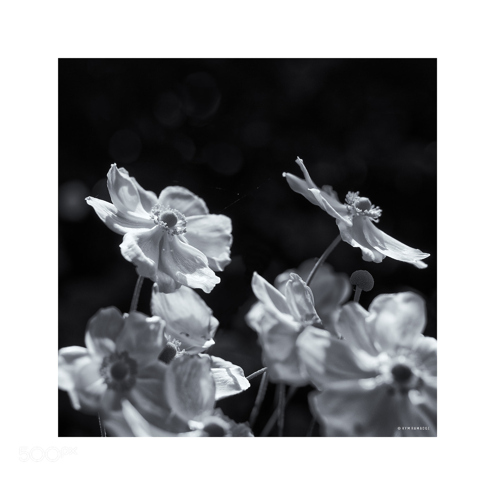 Nikon D750 sample photo. Autumn series v : poppies photography