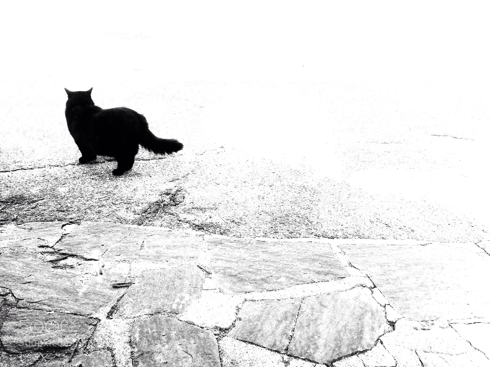 Apple iPhone 5 sample photo. The cat photography