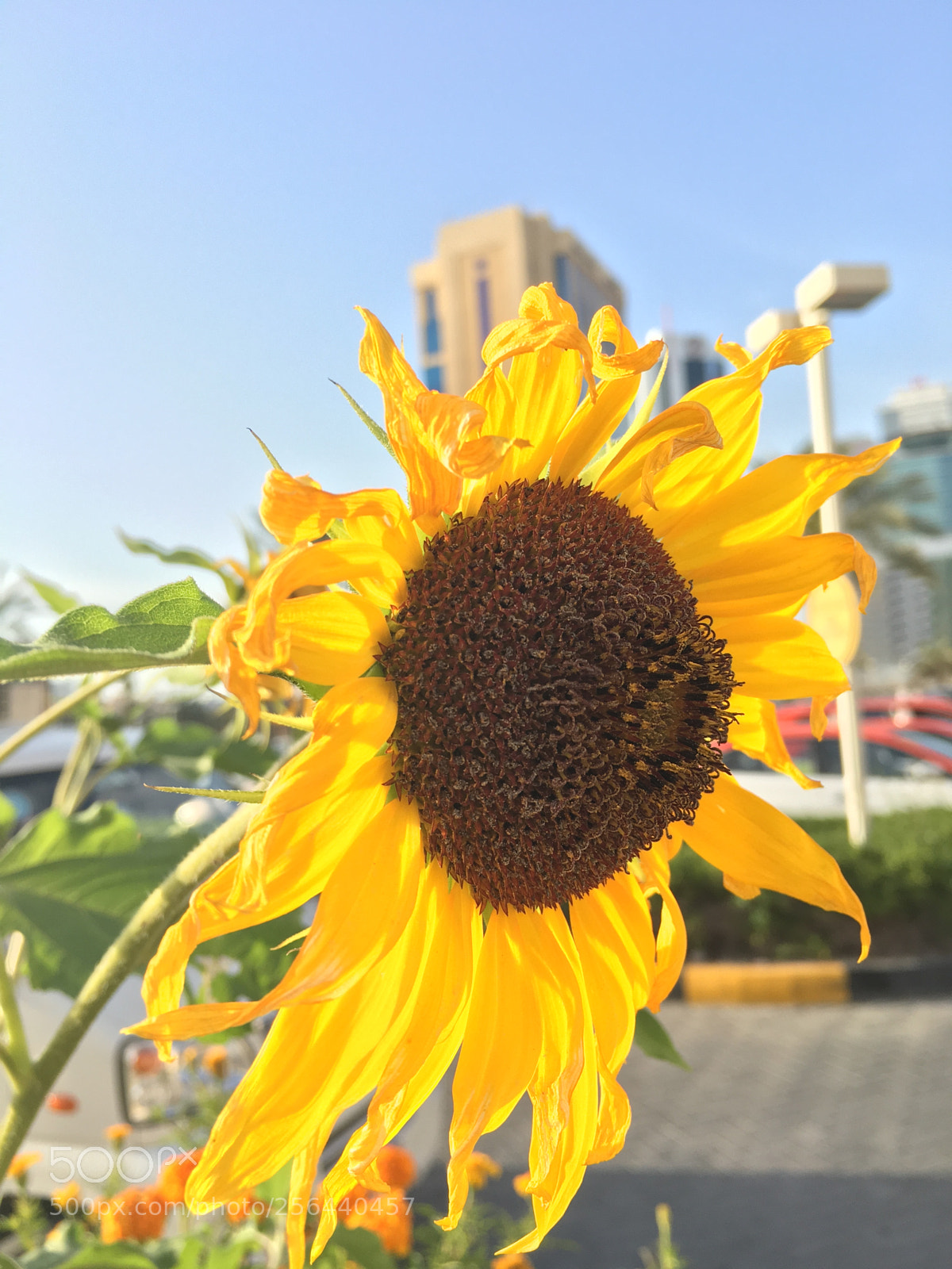Apple iPhone 6s sample photo. Sunflower photography