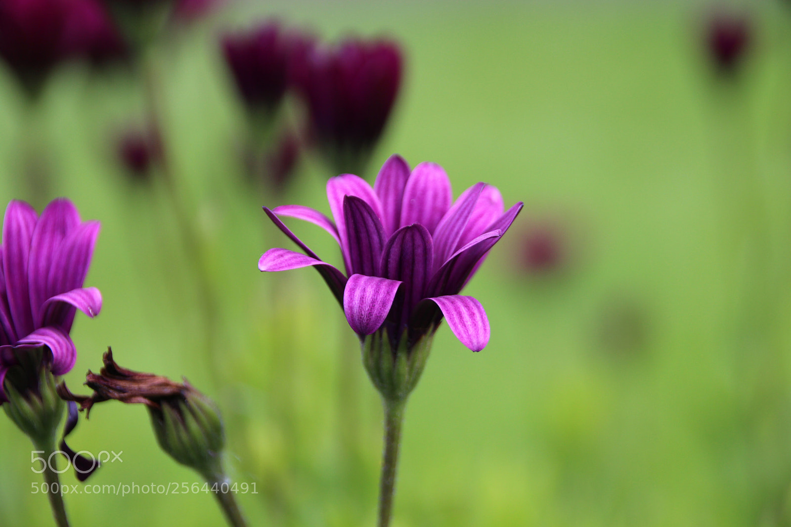 Canon EOS 700D (EOS Rebel T5i / EOS Kiss X7i) sample photo. Untitled photography
