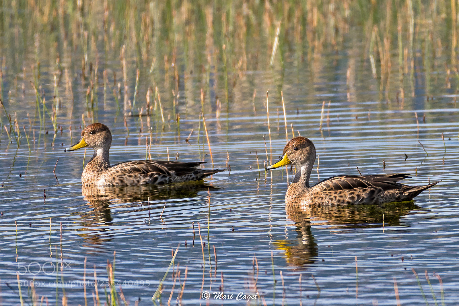 Nikon D500 sample photo. Twins photography