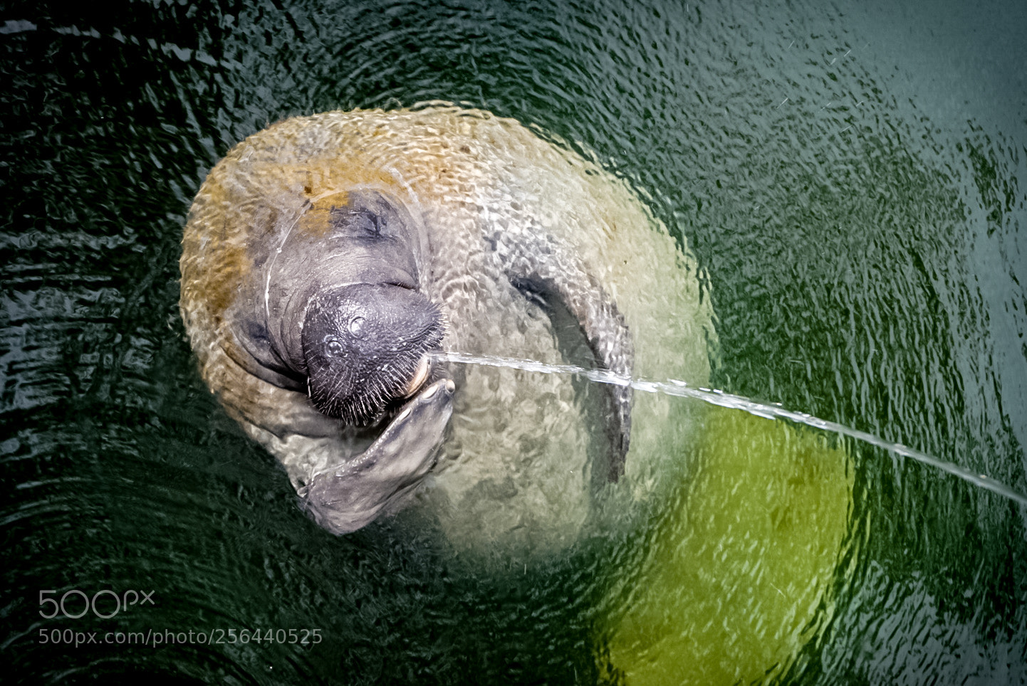 Sony a6000 sample photo. Key largo manatee photography