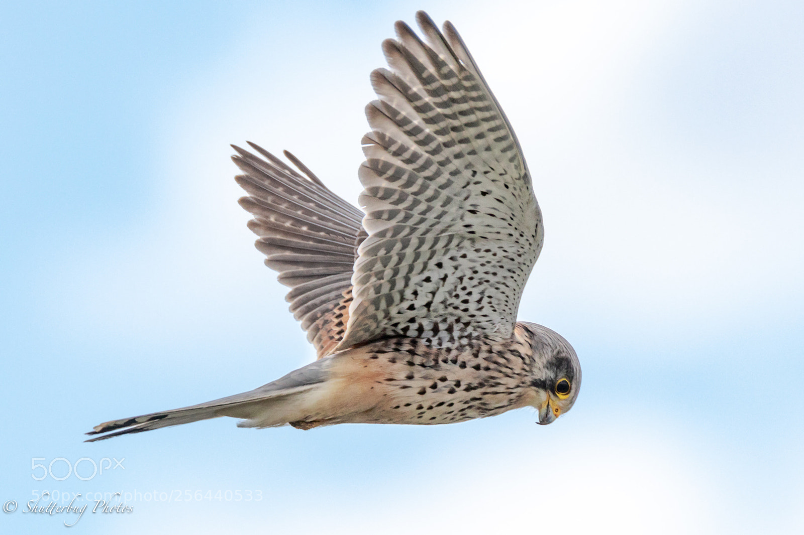 Canon EOS 80D sample photo. Frampton kestrel photography