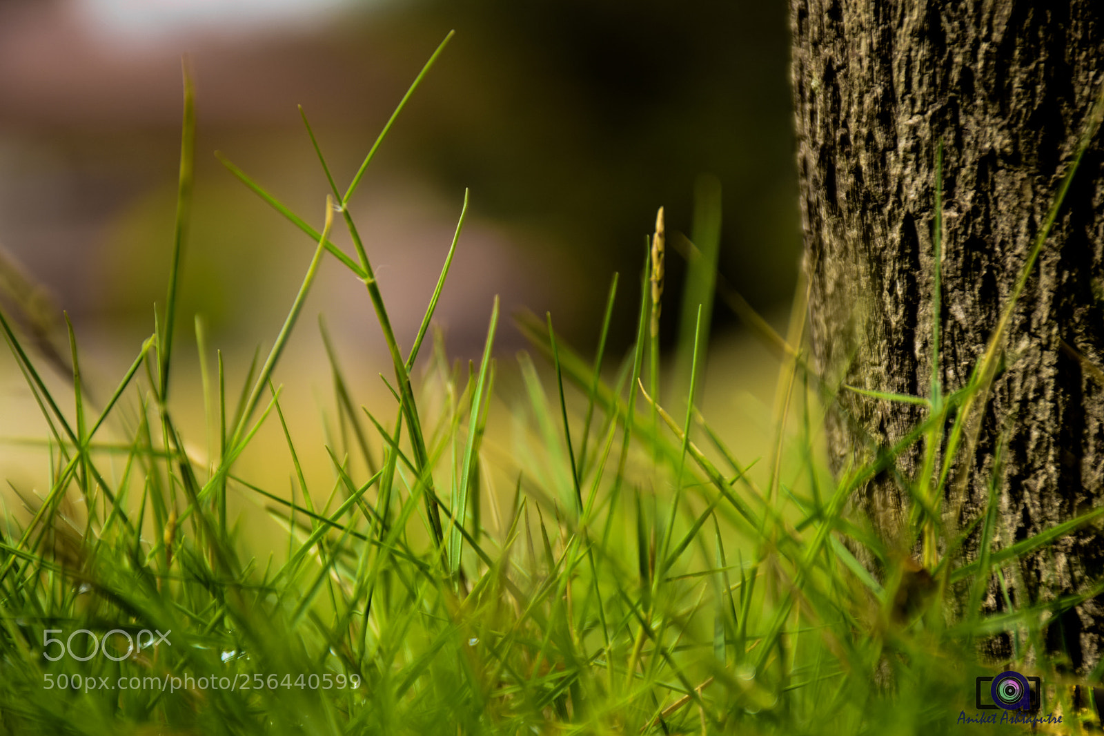 Nikon D5300 sample photo. Grassland photography