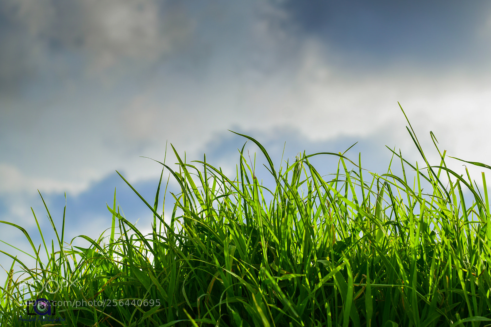 Nikon D5300 sample photo. Waiting for the rains photography