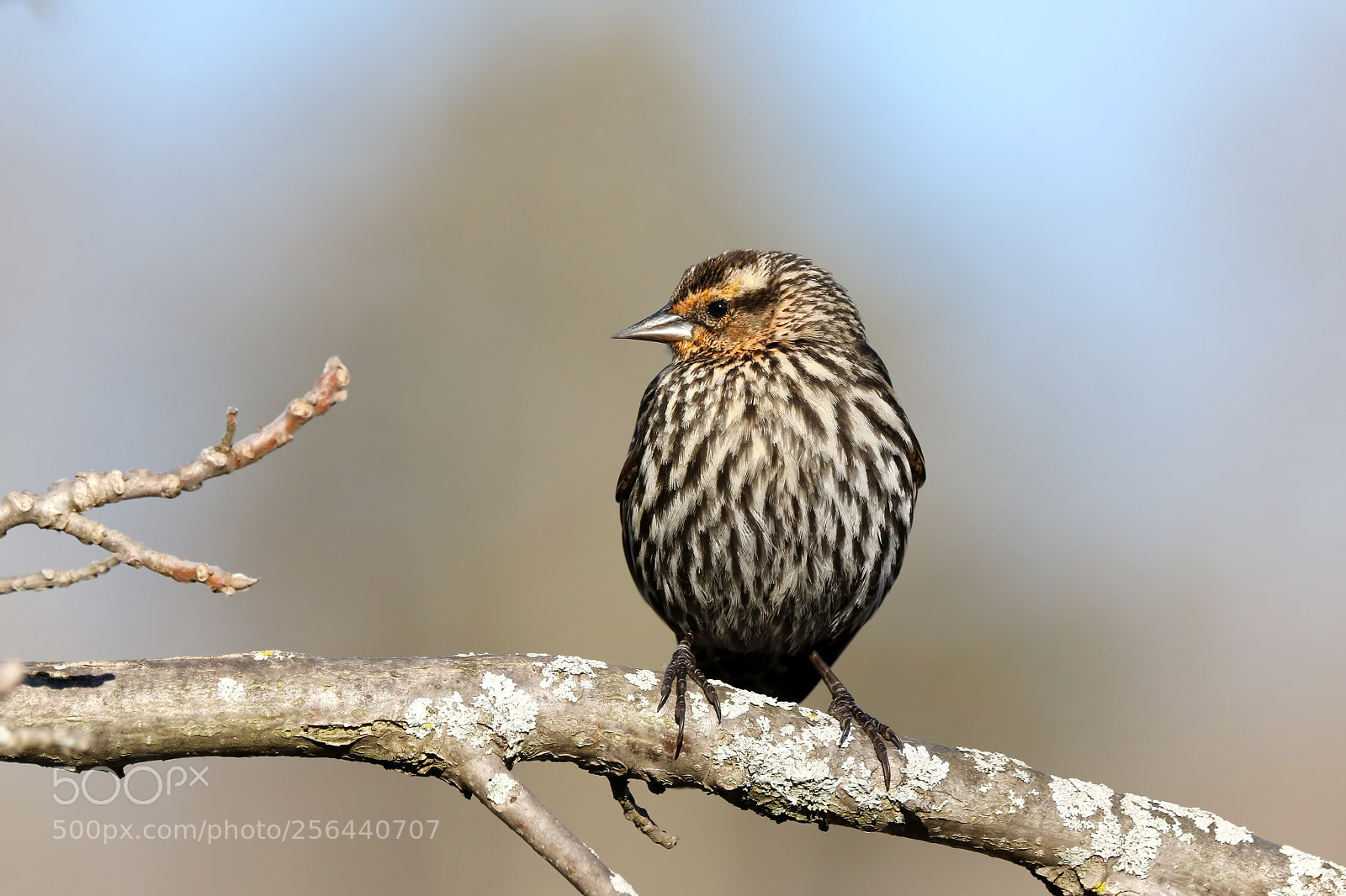 Canon EOS 7D Mark II sample photo. Female red-winged blackbird photography