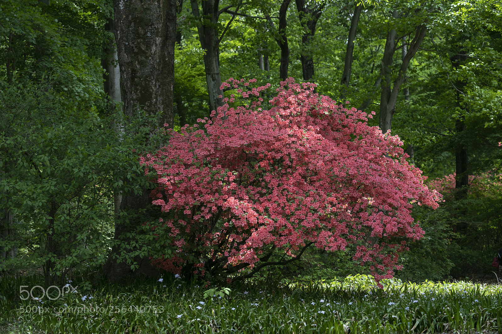 Canon EOS 5D Mark IV sample photo. 爛漫 photography