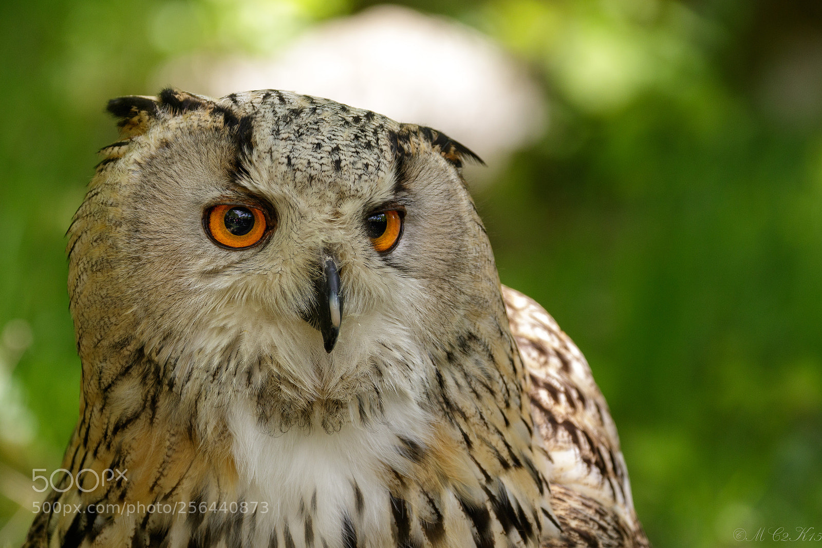 Canon EOS 7D Mark II sample photo. Uhu portrait photography