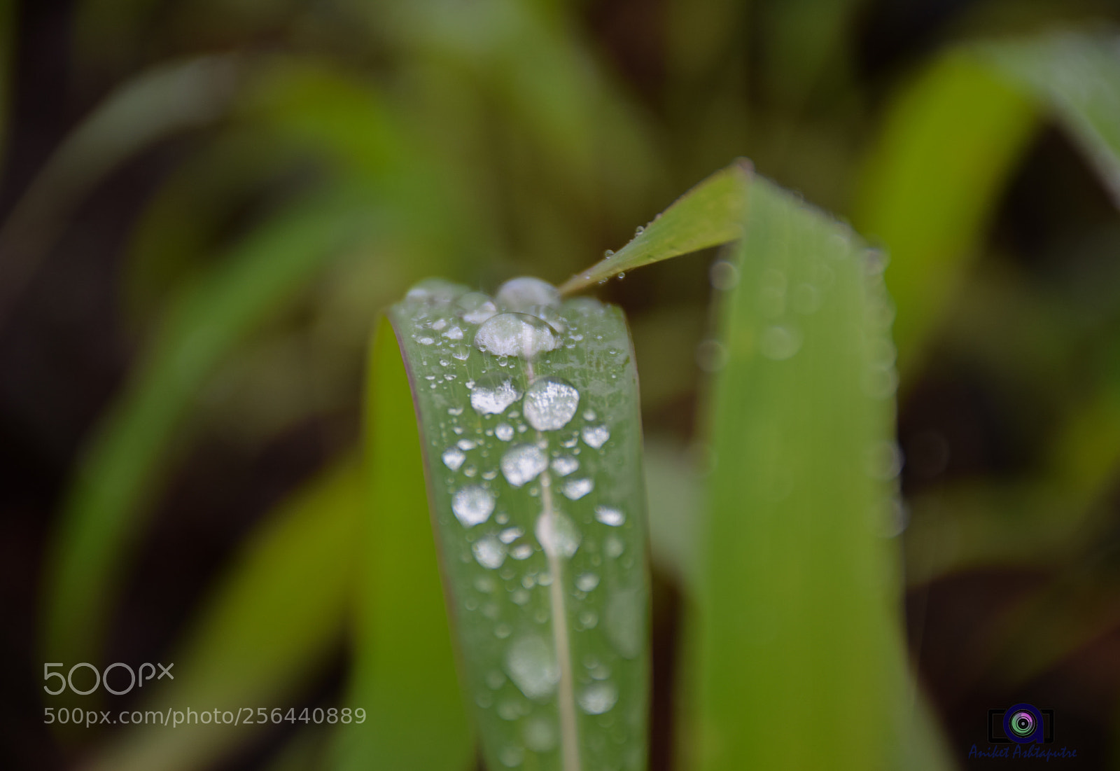 Nikon D5300 sample photo. Droplets photography