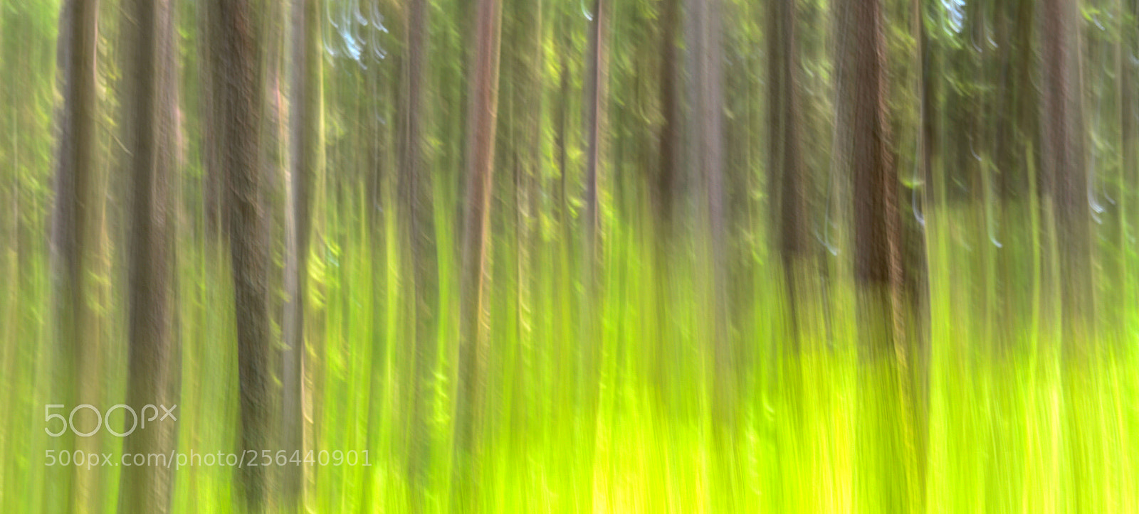 Nikon D800 sample photo. __swooooosh_in_the_wooood__ photography