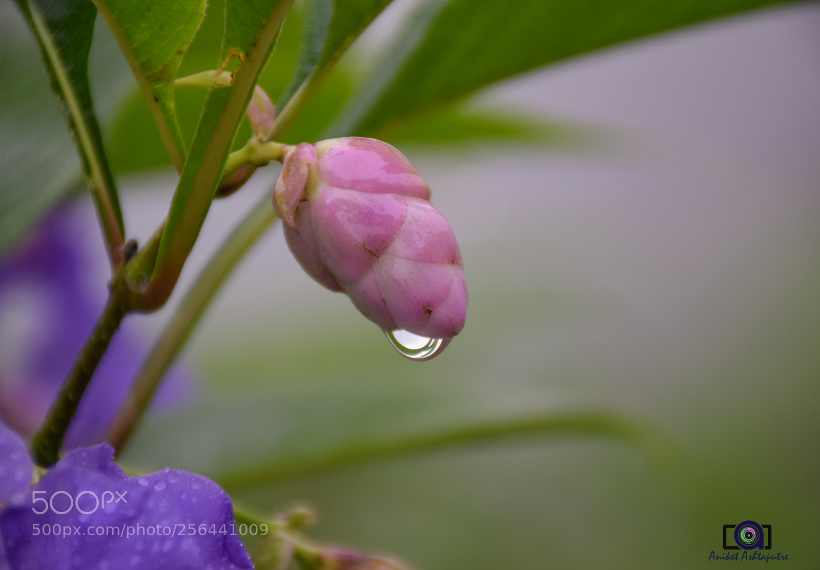 Nikon D5300 sample photo. Young bud photography