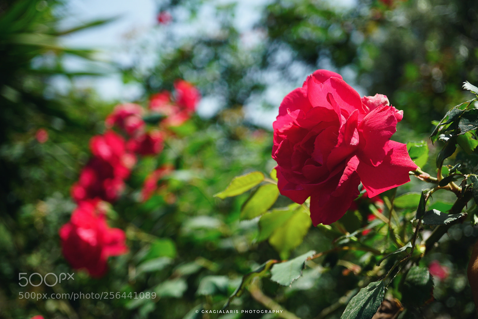 Sony a6000 sample photo. Rose's photography