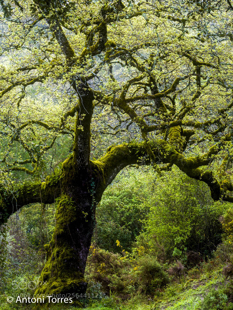 Olympus OM-D E-M1 Mark II sample photo. Arbol con musgo en photography