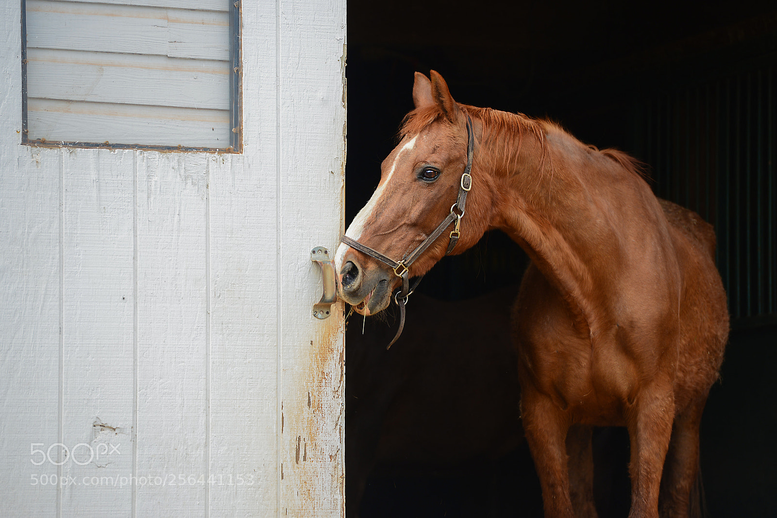 Nikon D800 sample photo. In the barn photography
