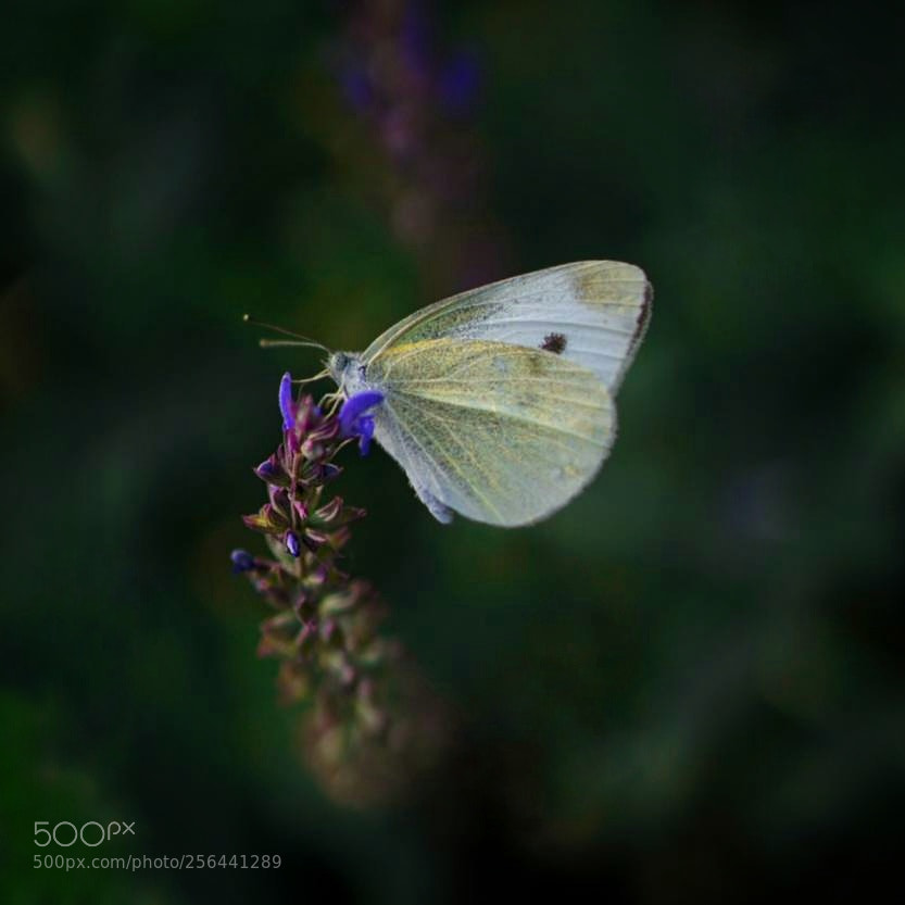 Sony a6000 sample photo. Whiter butterfly photography