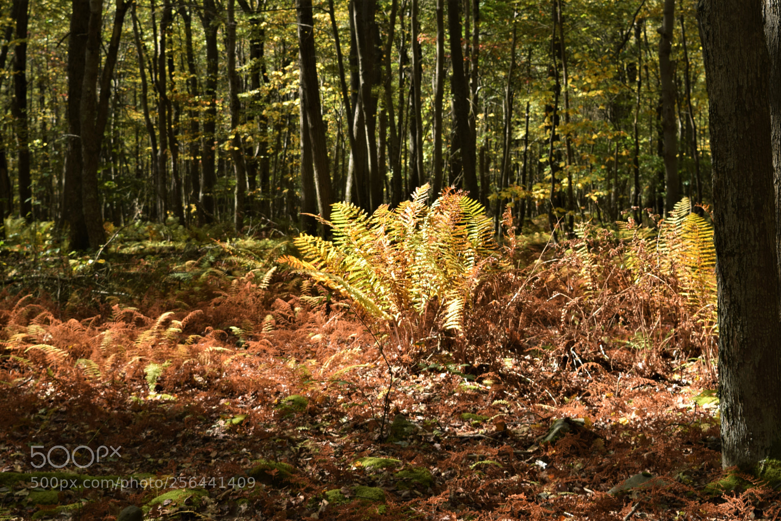Nikon D3300 sample photo. Fall ferns photography
