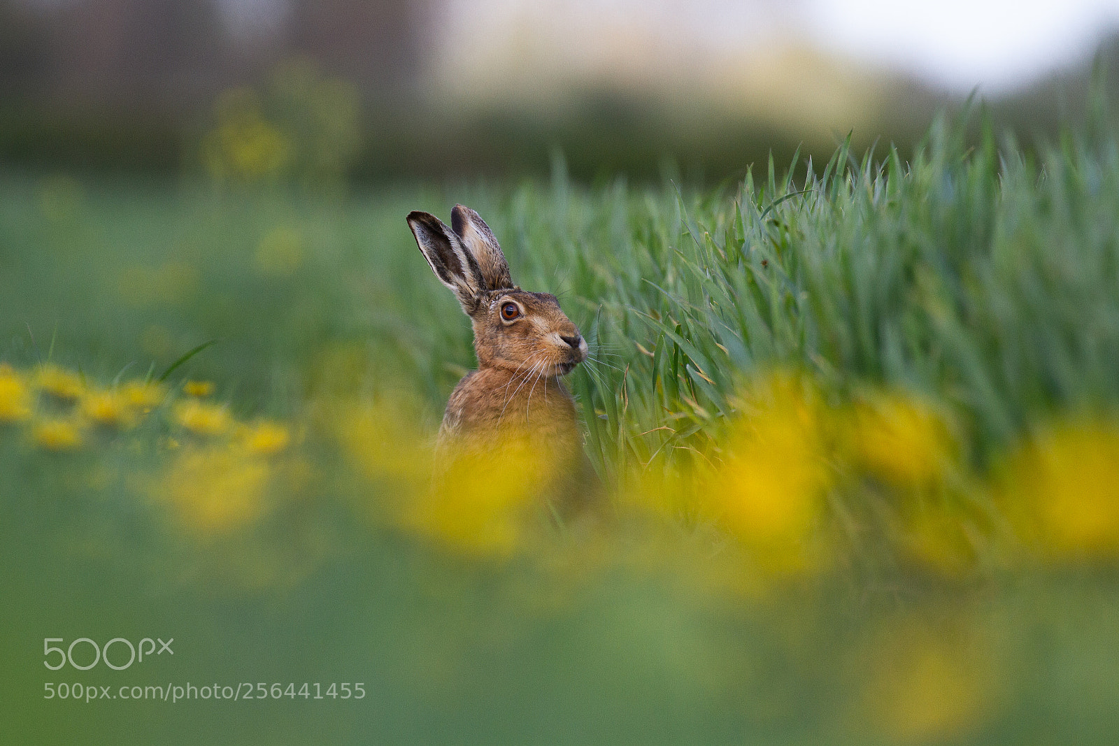 Canon EOS 7D sample photo. European brown hare lepus photography