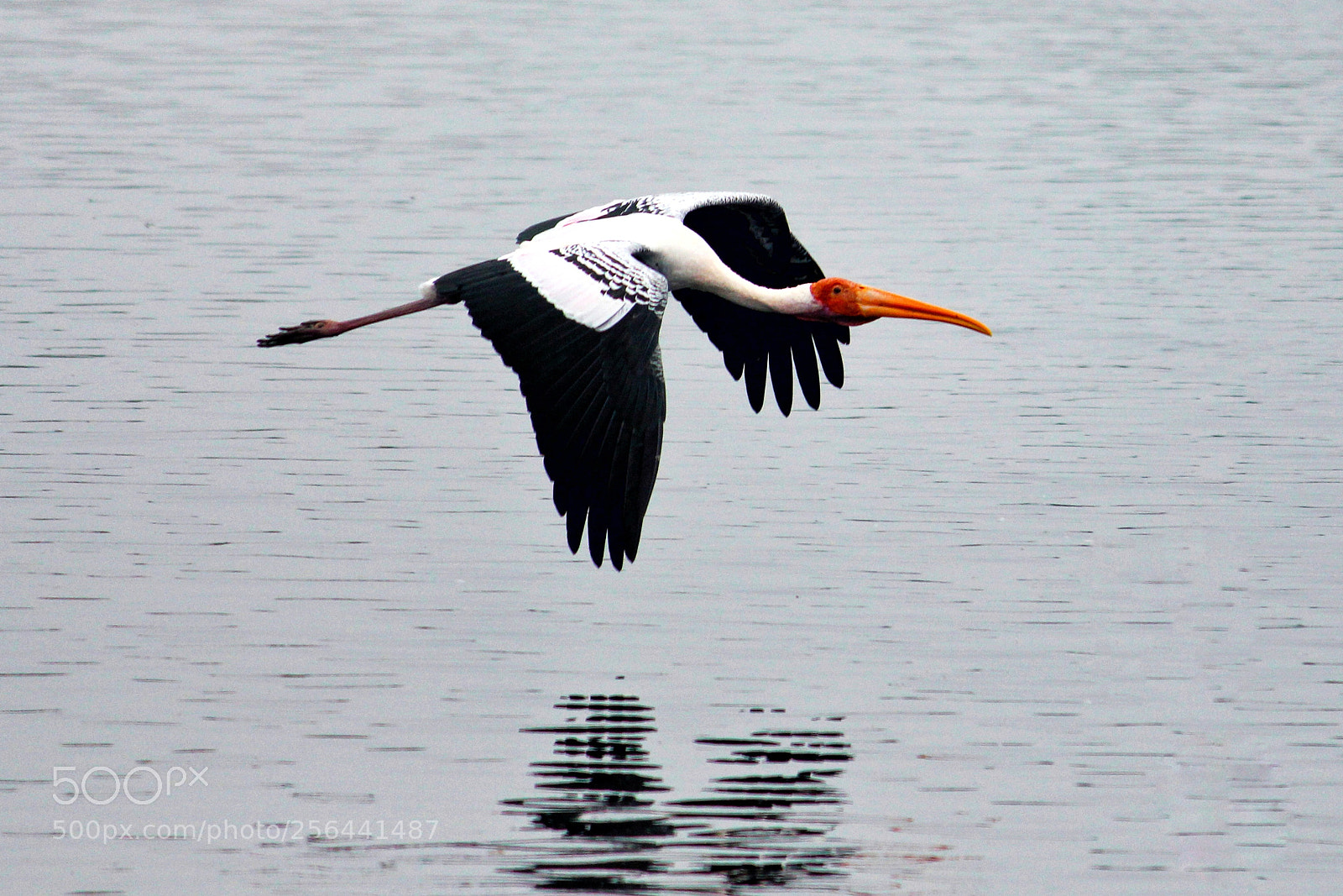 Canon EOS 700D (EOS Rebel T5i / EOS Kiss X7i) sample photo. Reflect wings photography