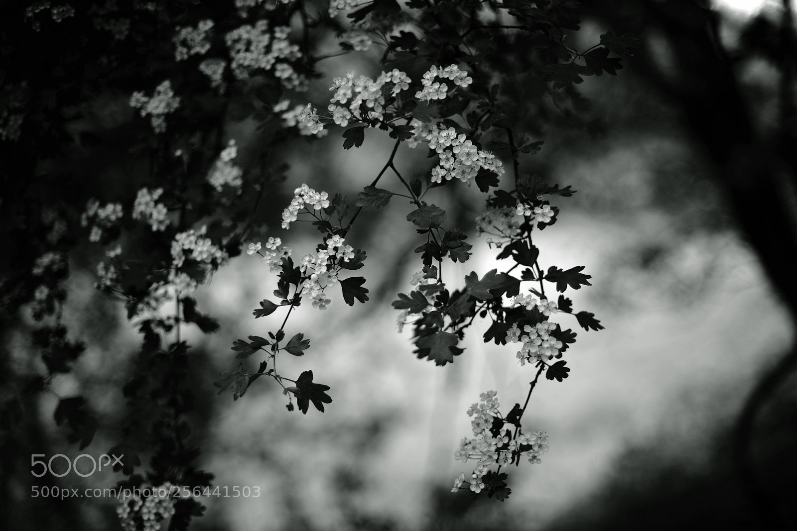 Sony a7R II sample photo. Crataegus with bokeh photography