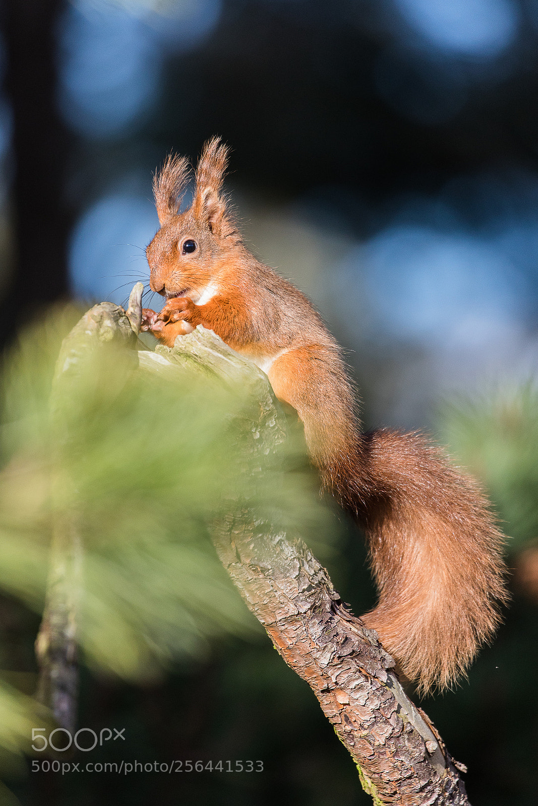 Canon EOS 5D Mark IV sample photo. Sunny red photography