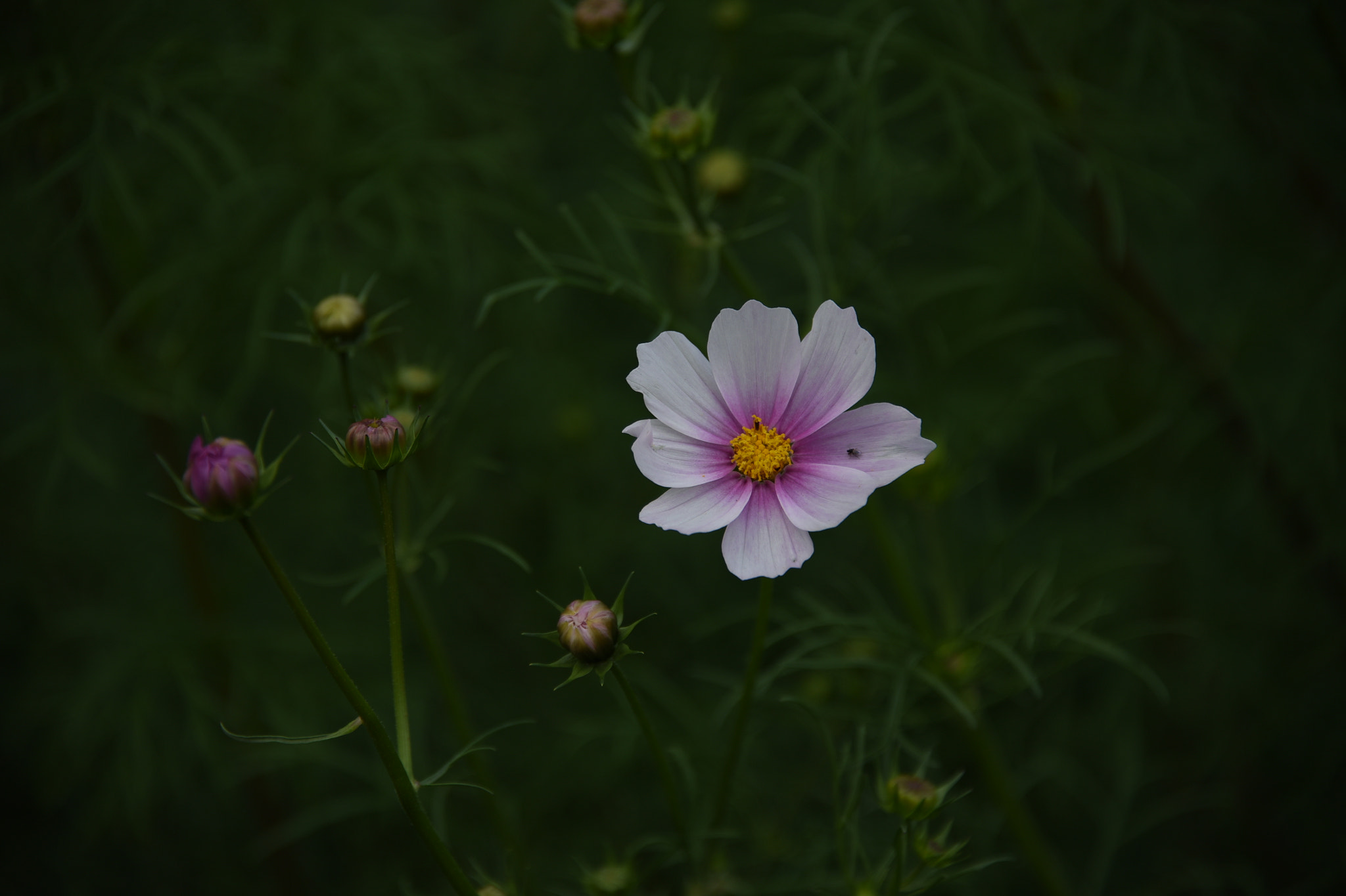 Nikon D750 sample photo. Dsc photography