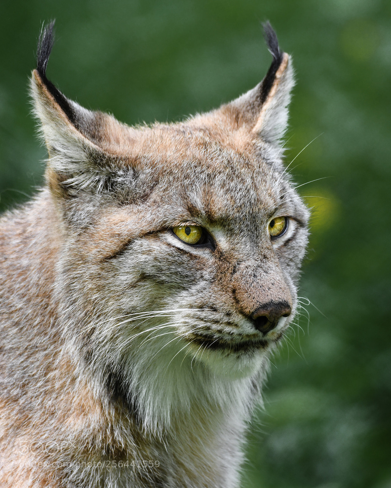 Nikon D850 sample photo. Lynx photography