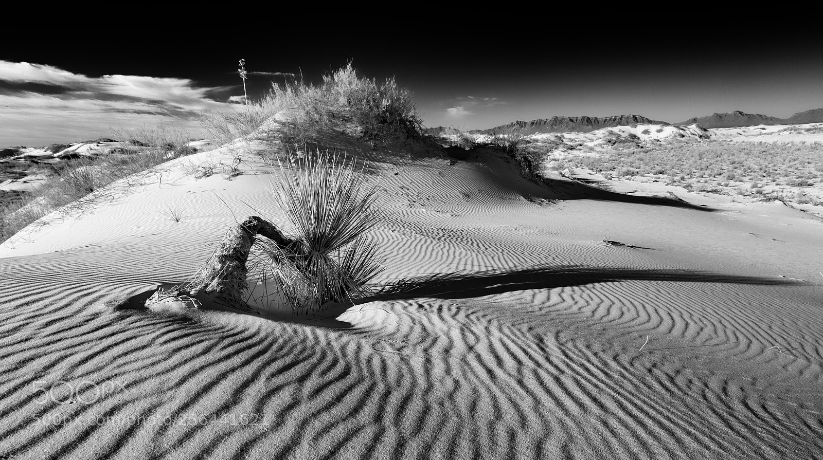 Canon EOS 5D Mark II sample photo. White sands photography