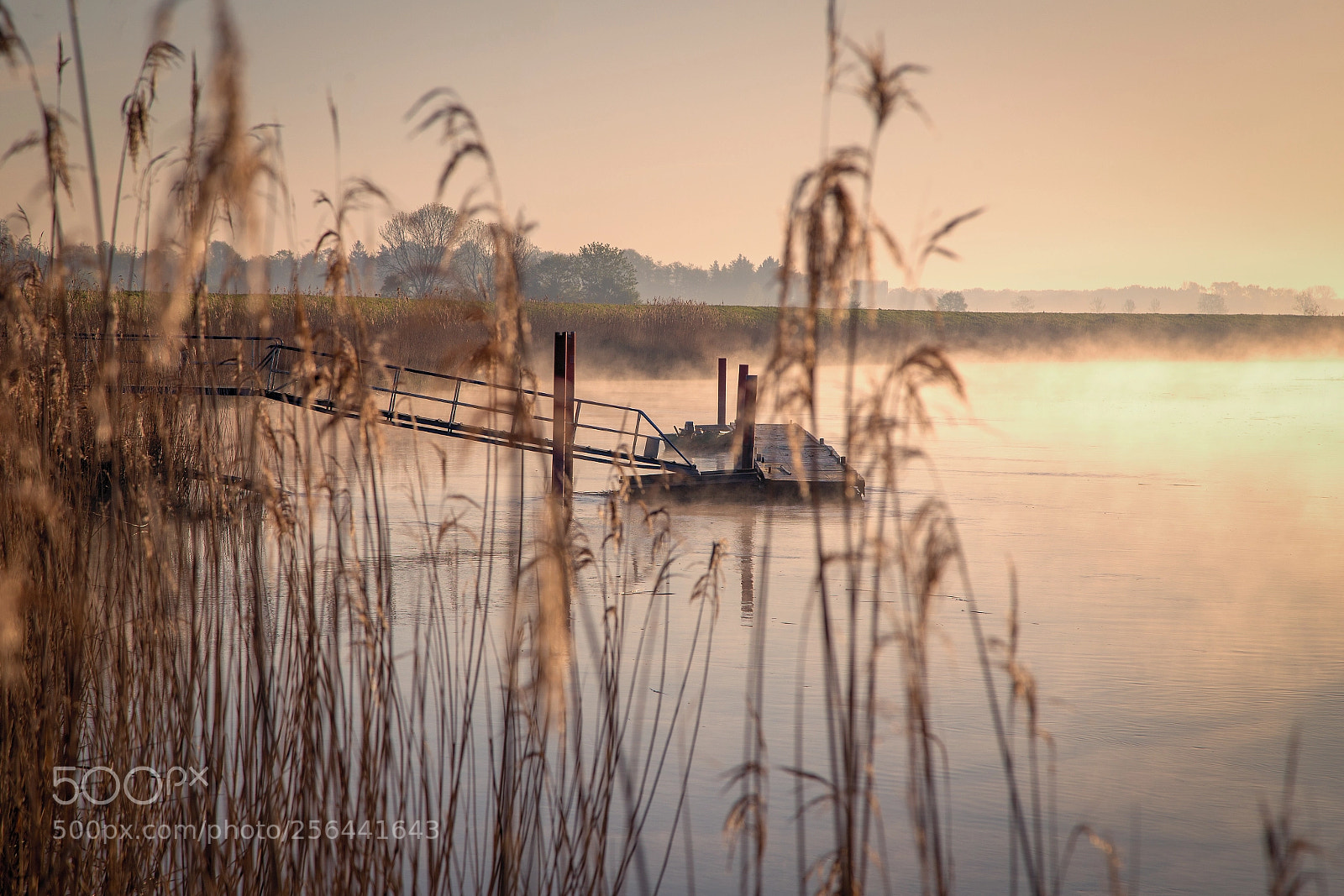 Canon EOS 6D sample photo. Trough the reed photography