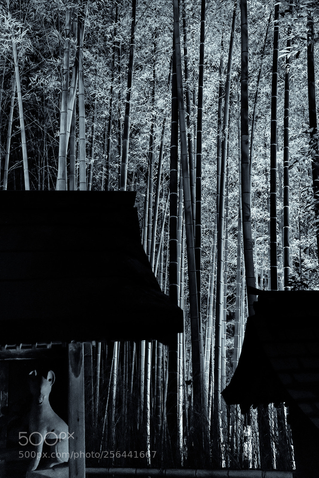 Sony a99 II sample photo. A foxy night photography