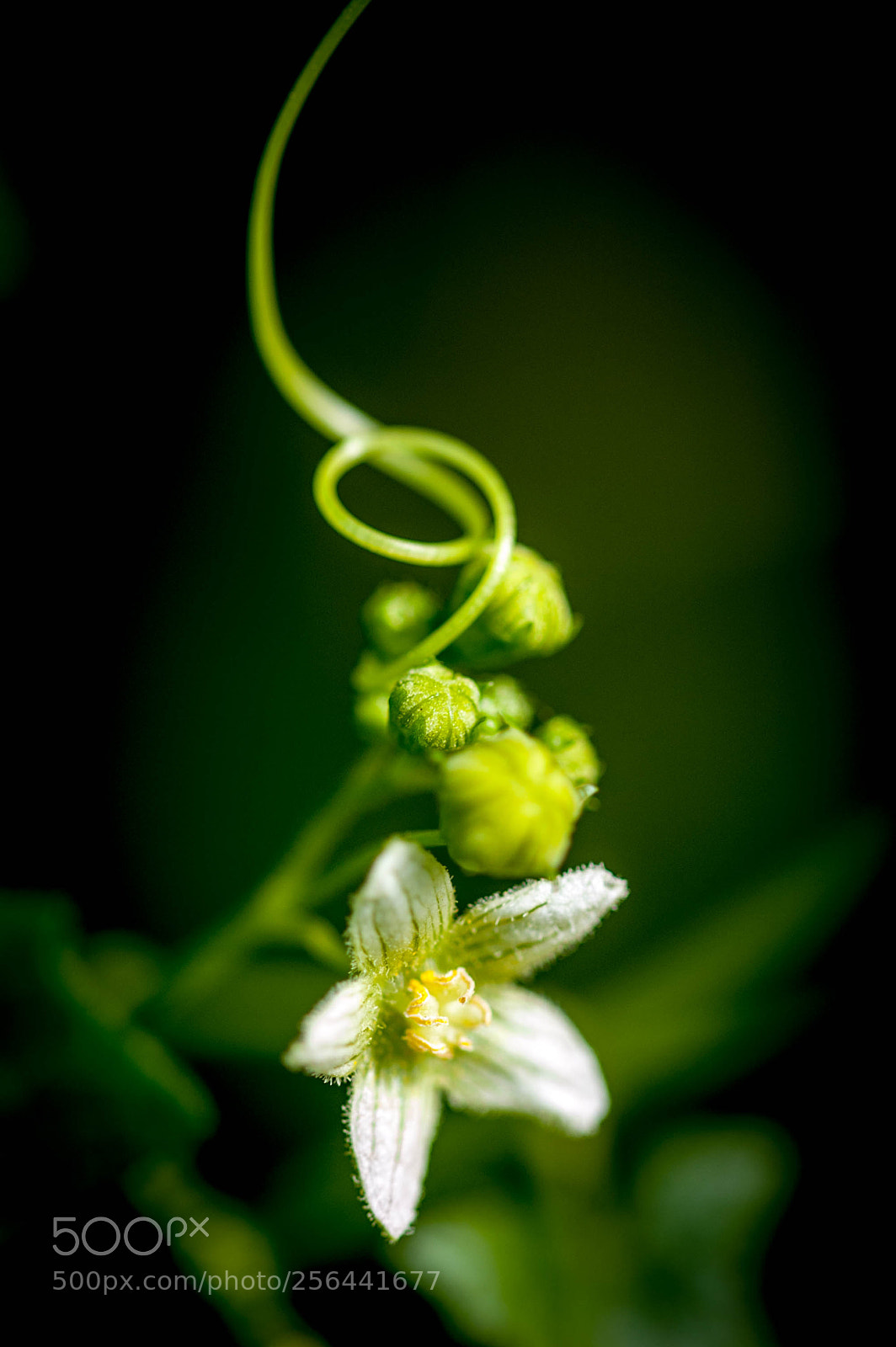 Nikon D50 sample photo. Spring's garland photography