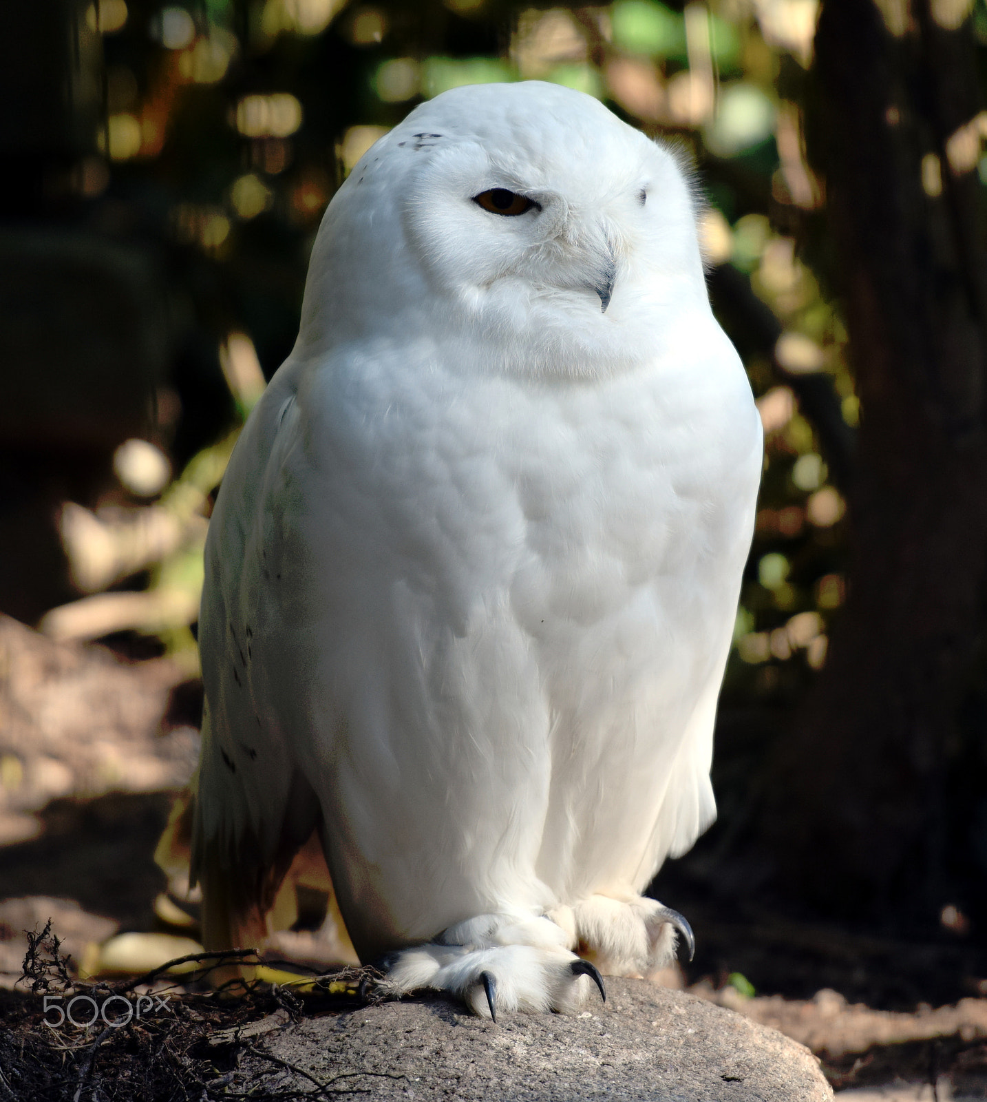 Nikon AF-S Nikkor 70-200mm F2.8G ED VR II sample photo. Snowowl photography