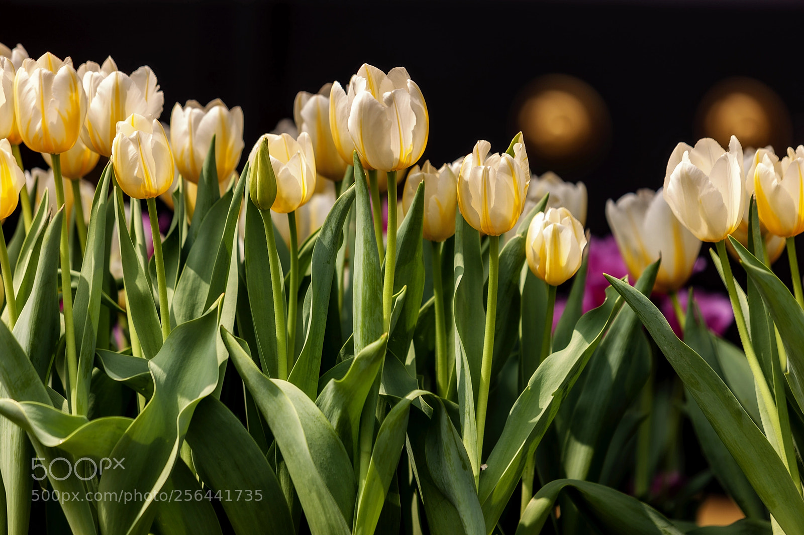 Canon EOS-1Ds Mark III sample photo. Lovely tulips photography