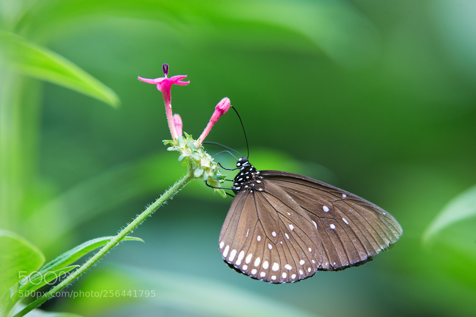 Canon EOS-1D X sample photo. Another butterfly photography