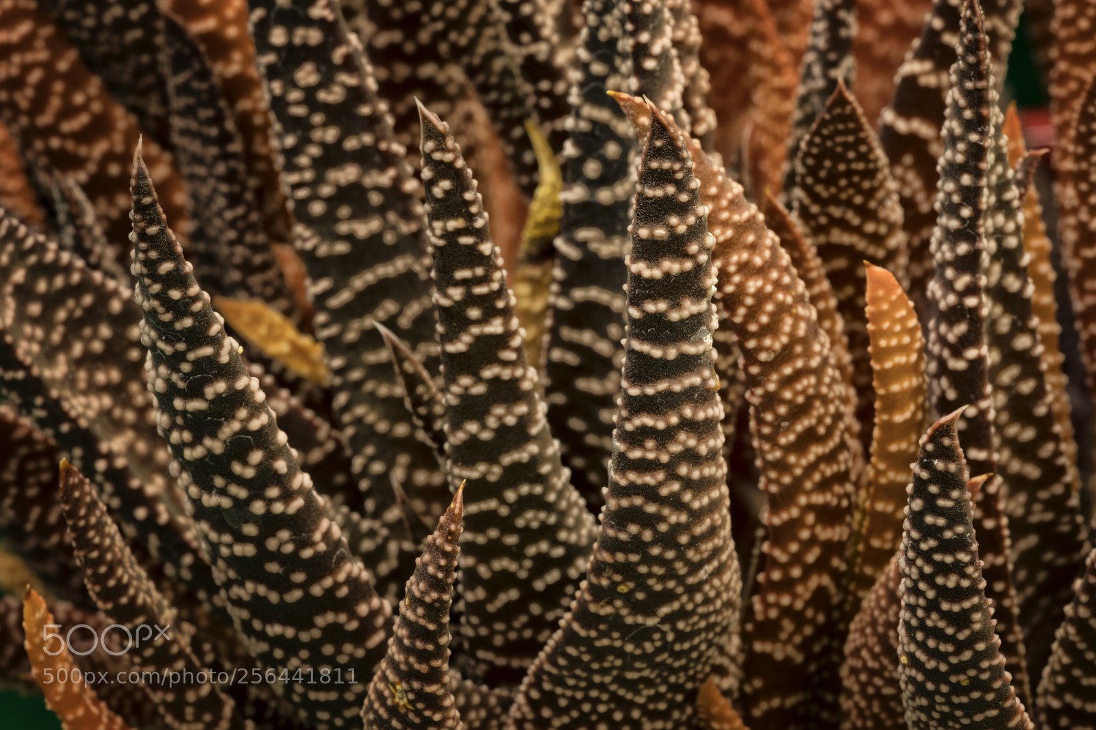 Canon EOS 5D Mark IV sample photo. Succulent photography