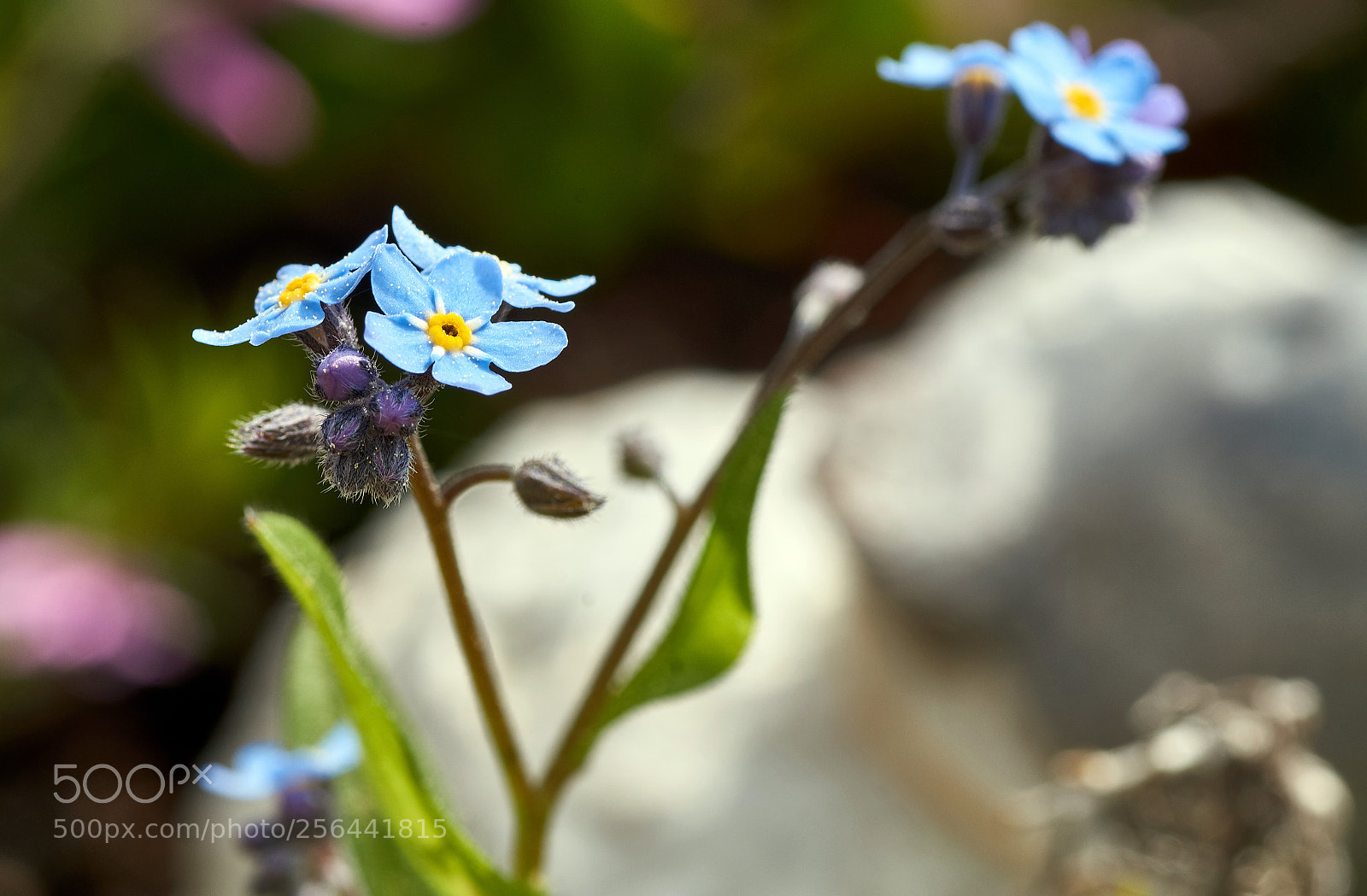 Sony SLT-A58 sample photo. Forget-me-not myosotis in the photography