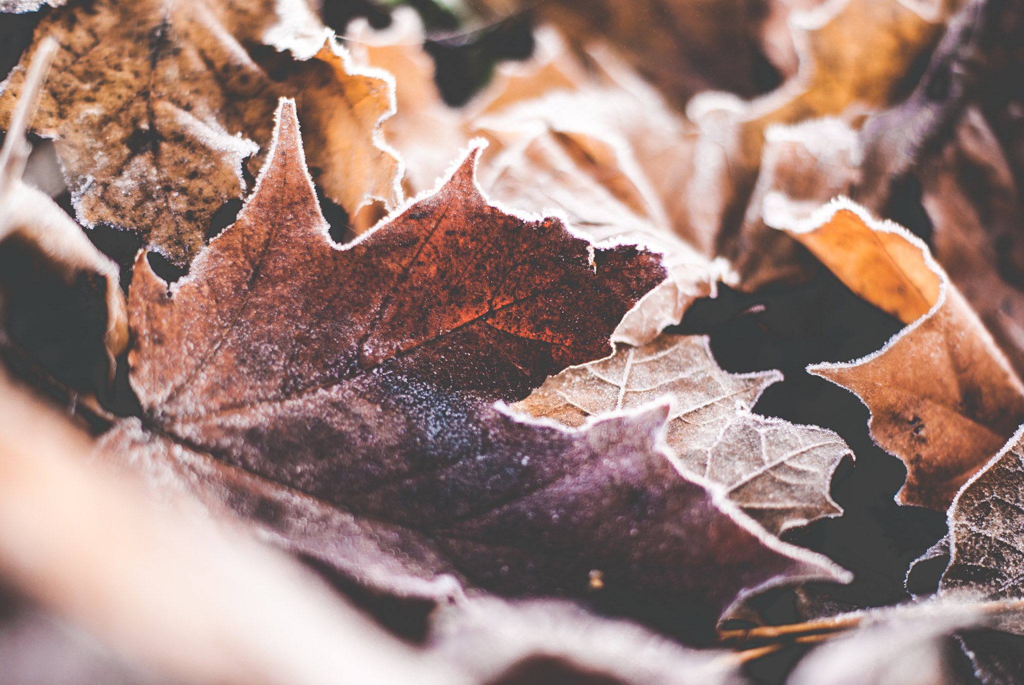 Sony Alpha DSLR-A330 sample photo. Frozen leaves photography