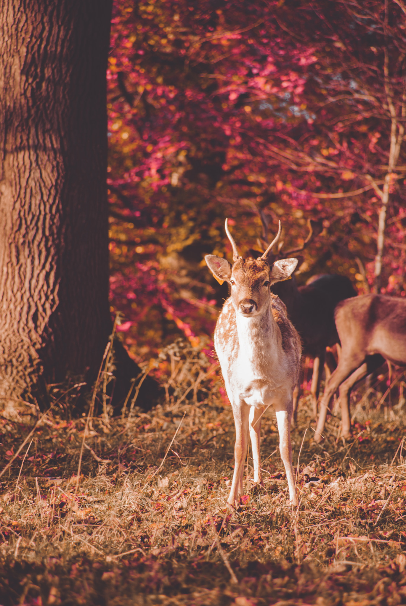 Sony Alpha DSLR-A330 sample photo. Deer photography