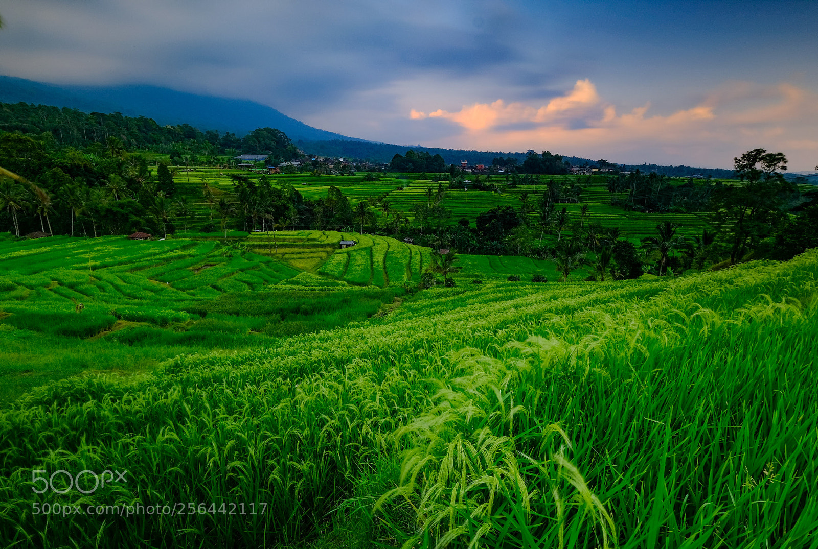 Fujifilm X-T2 sample photo. Rice fields photography