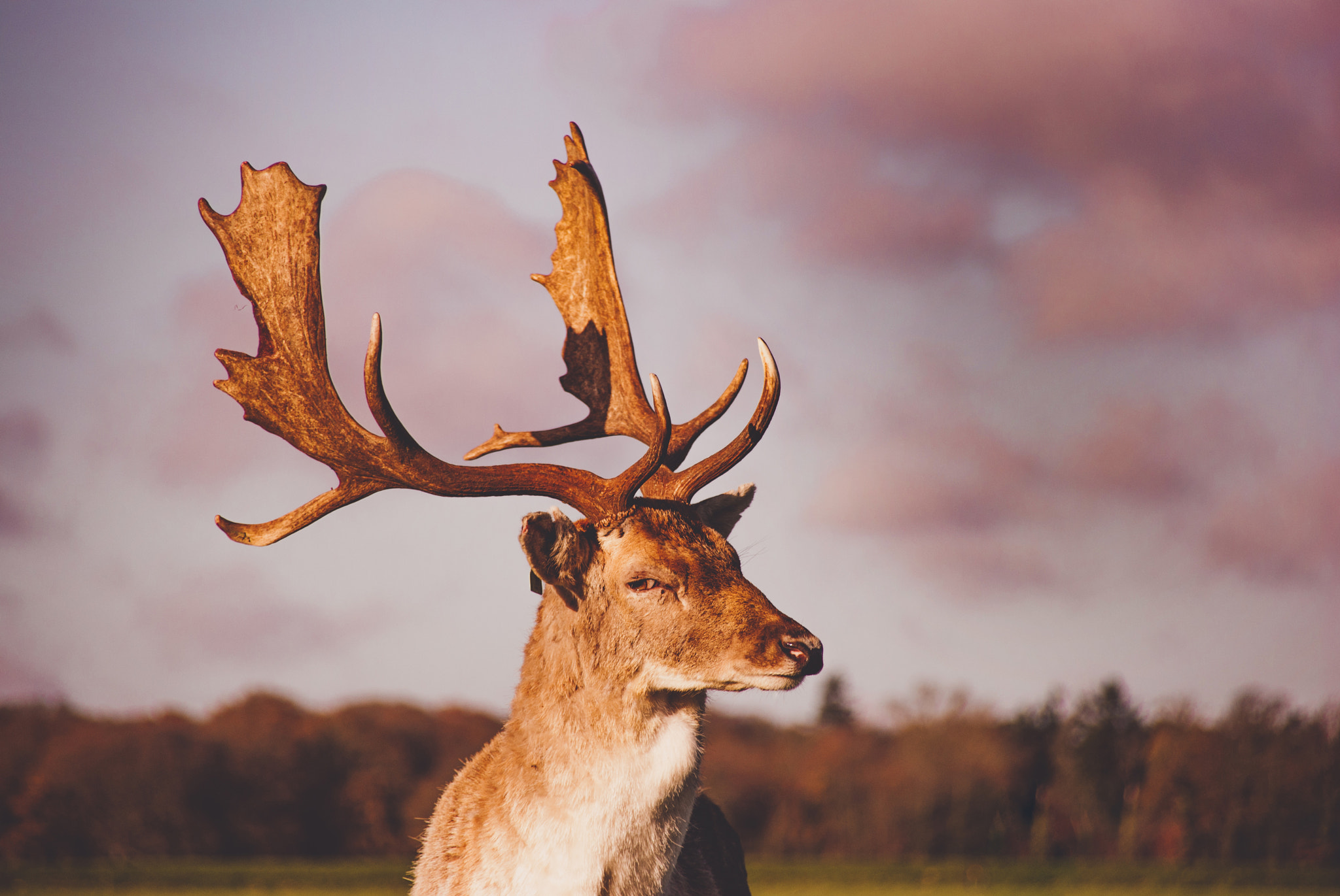 Sony Alpha DSLR-A330 sample photo. Deer photography