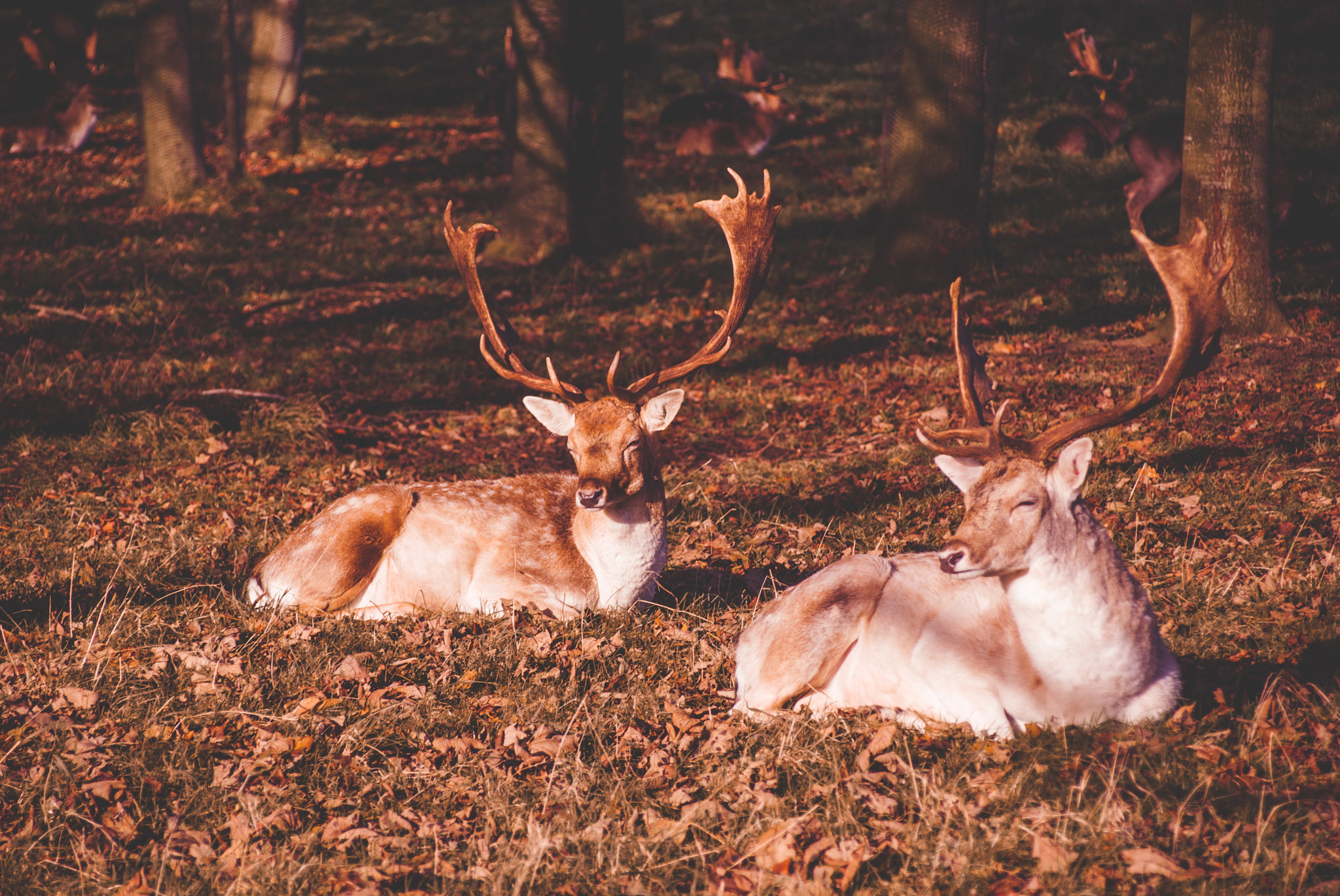Sony Alpha DSLR-A330 sample photo. Deer photography