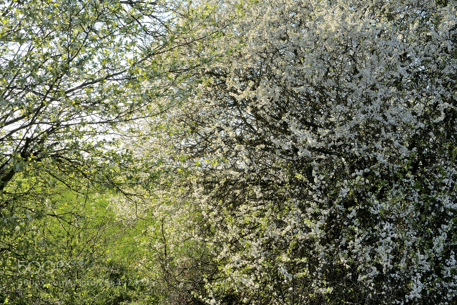 Nikon D7500 sample photo. Blooming chaos photography