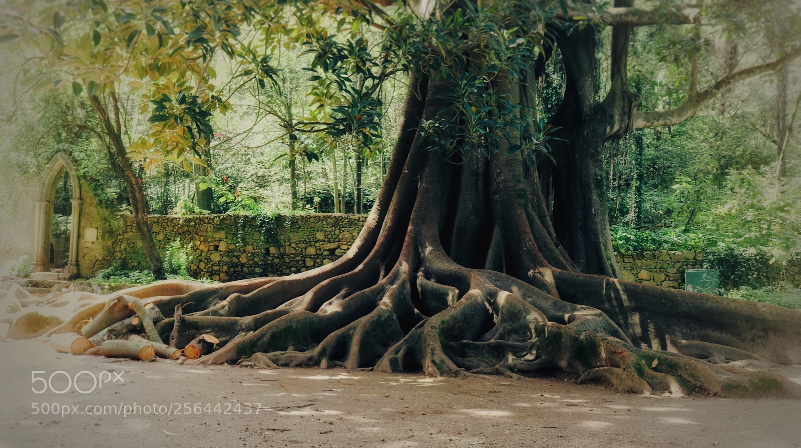Canon EOS 750D (EOS Rebel T6i / EOS Kiss X8i) sample photo. Roots photography