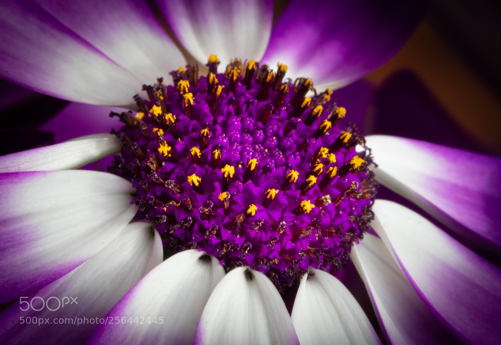 Canon EOS 5D Mark IV sample photo. Detail of purple stamen photography